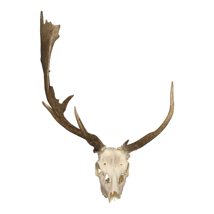 Real Fallow Deer Skull