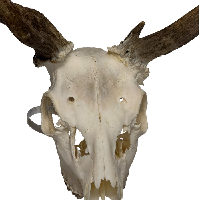Real Fallow Deer Skull