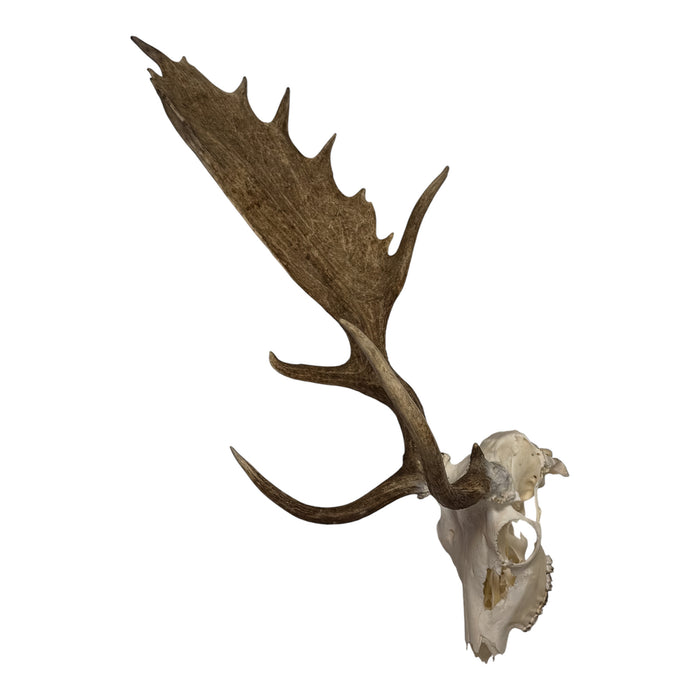 Real Fallow Deer Skull