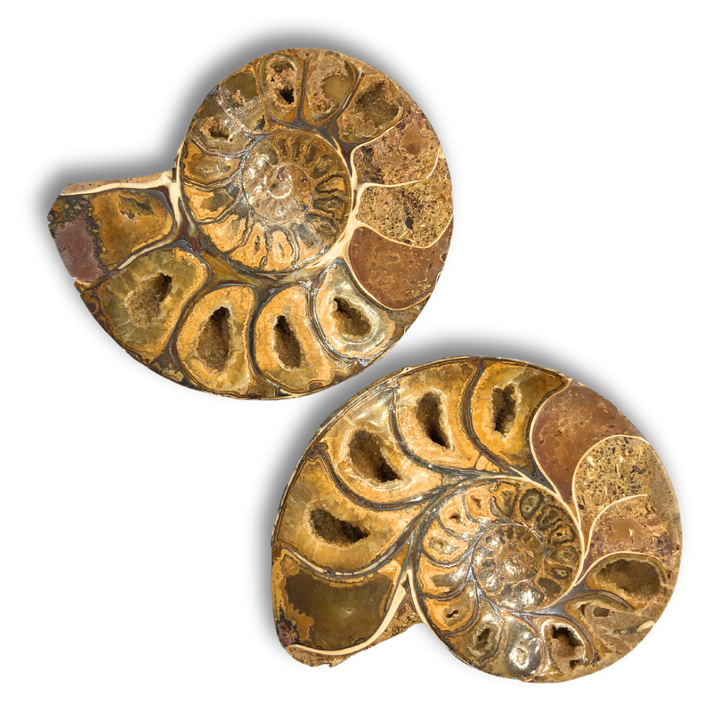 Fossil Ammonite Split Pair - Large