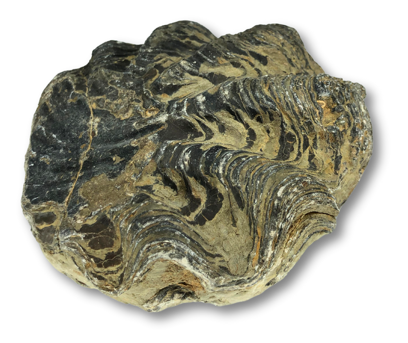 Large Fossil Oyster