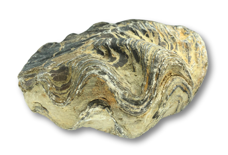 Large Fossil Oyster