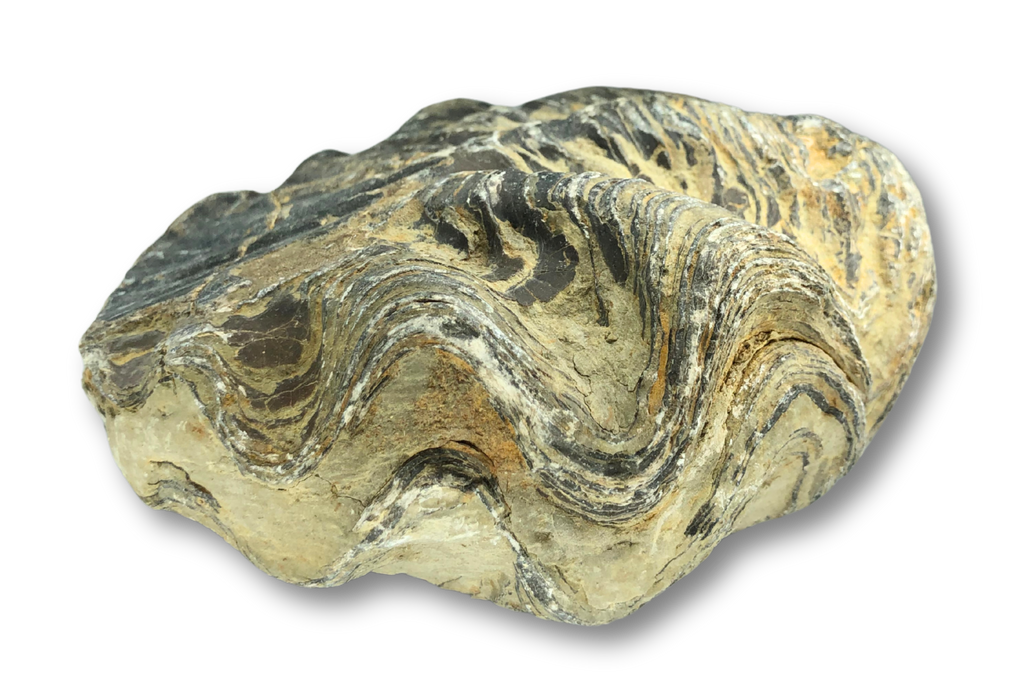 Large Fossil Oyster