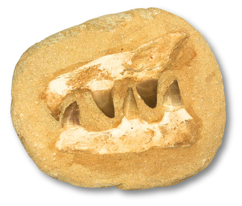 Composite Mosasaur Jaw Fossil