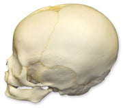 Replica 4-month-old Human Child Skull