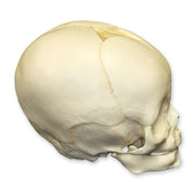 Replica 4-month-old Human Child Skull