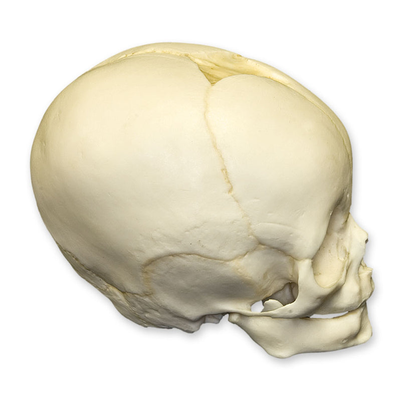 Replica 4-month-old Human Child Skull