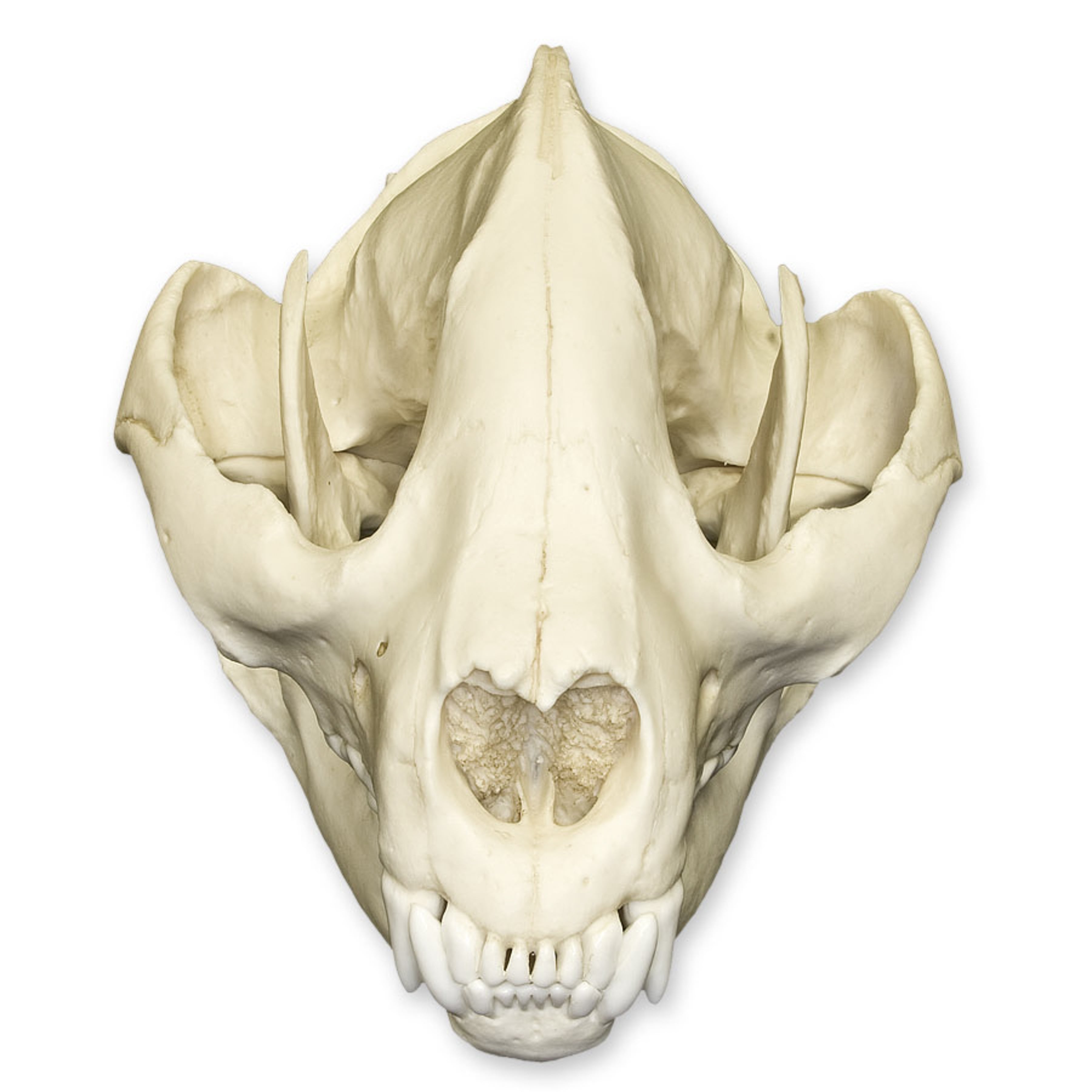 Replica Giant Panda Skull (Adolescent) For Sale — Skulls Unlimited