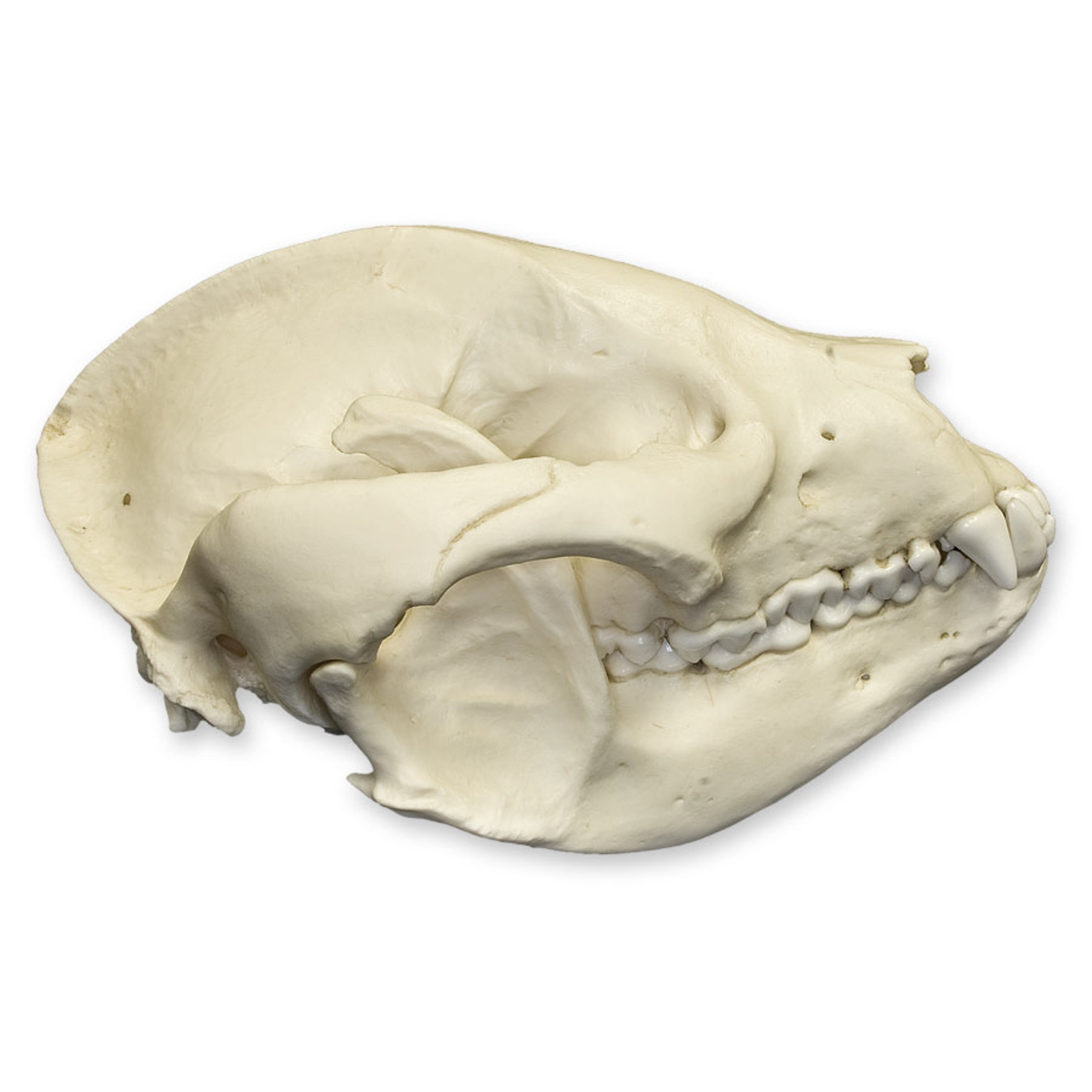 Replica Giant Panda Skull (Adolescent) For Sale — Skulls Unlimited