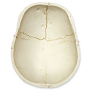 Replica Human Skull with Brain and Stand - Asian Male