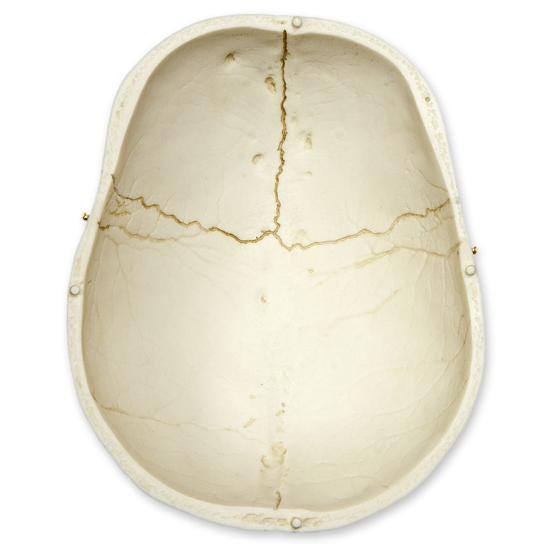 Replica Human Skull with Brain and Stand - Asian Male