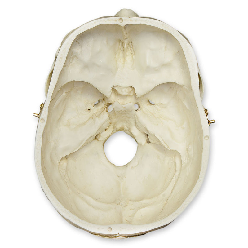 Replica Human Skull with Brain and Stand - Asian Male