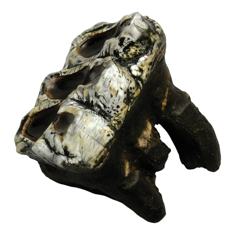 Replica Mastodon Molar