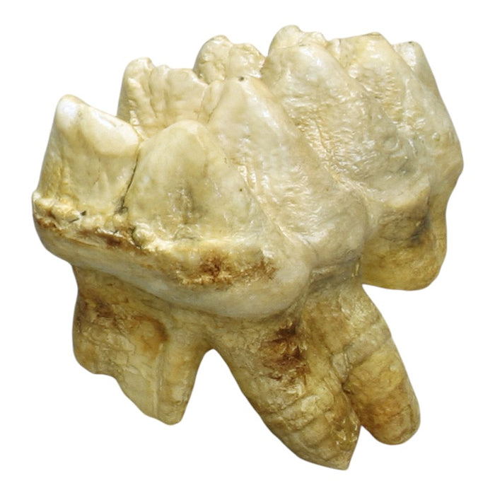 Replica Mastodon Molar
