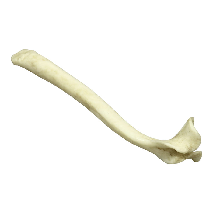 Replica Honey Badger Baculum