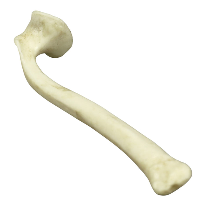 Replica Honey Badger Baculum