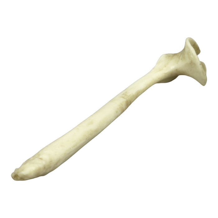 Replica Honey Badger Baculum