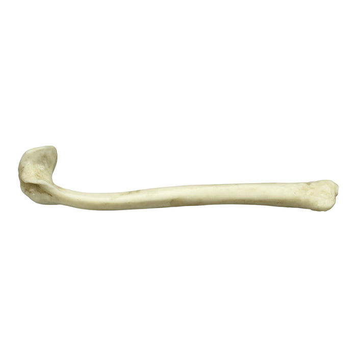 Replica Honey Badger Baculum
