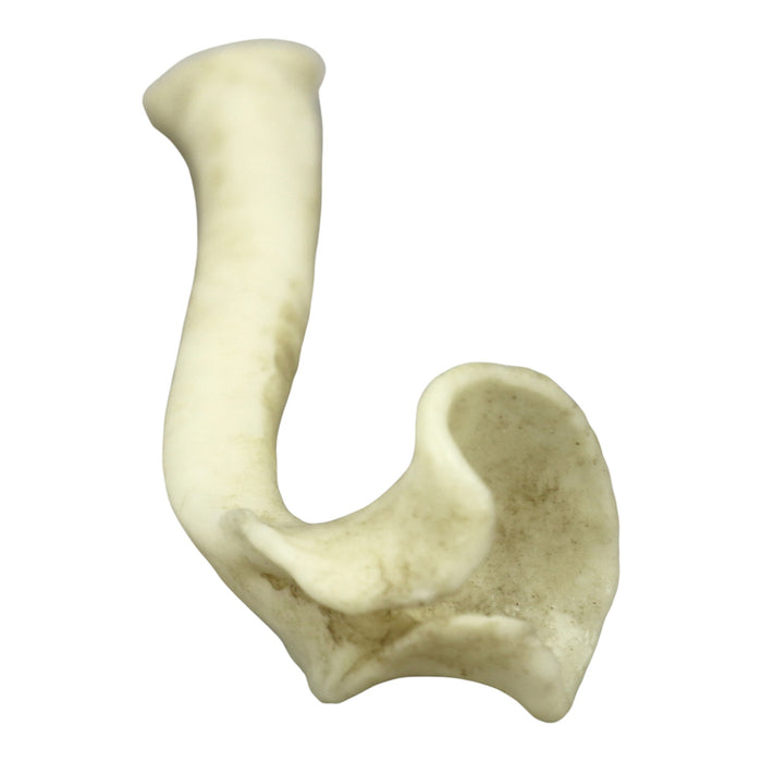 Replica Honey Badger Baculum