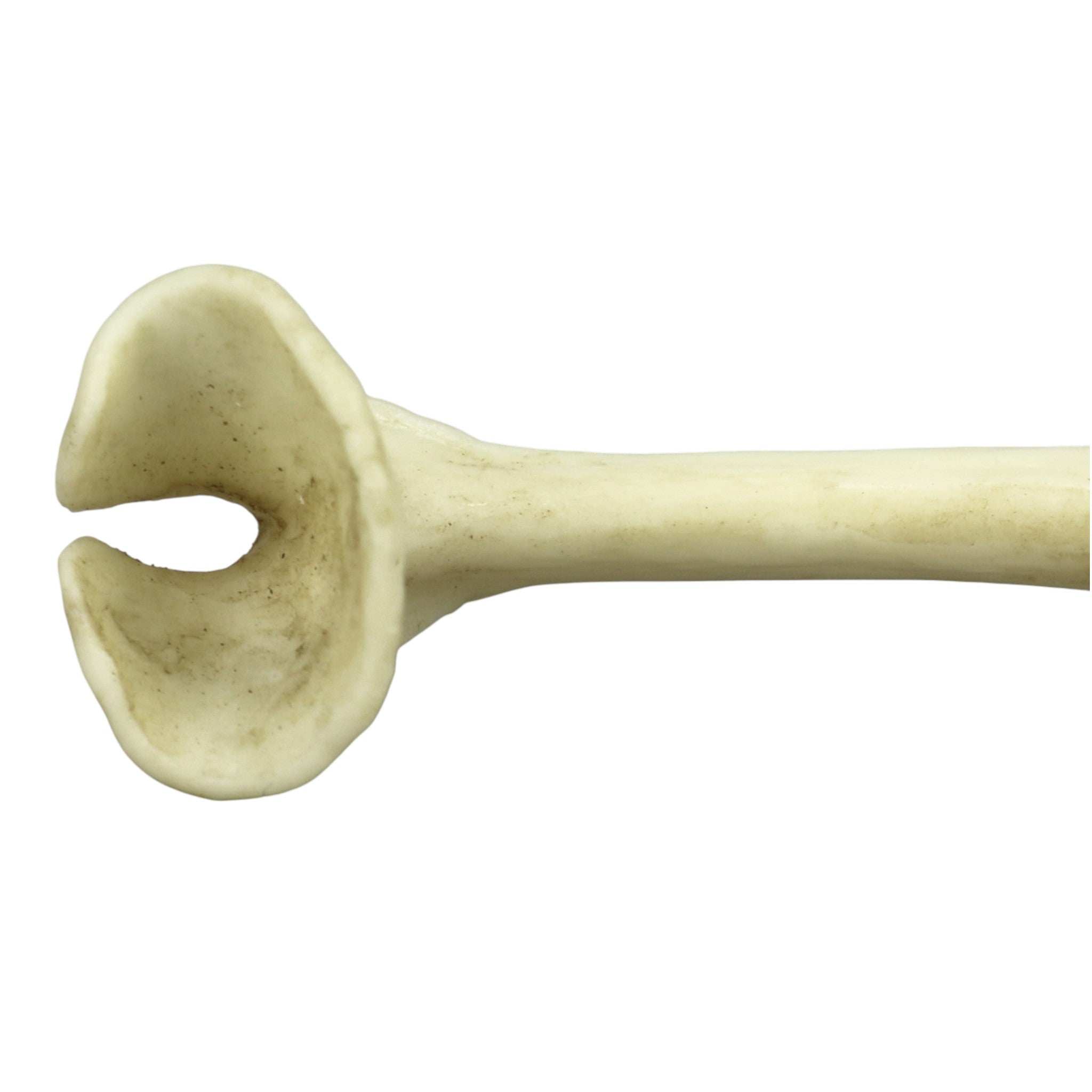 Replica Honey Badger Baculum For Sale — Skulls Unlimited