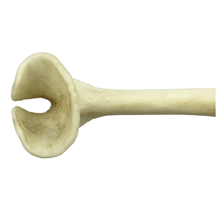 Replica Honey Badger Baculum
