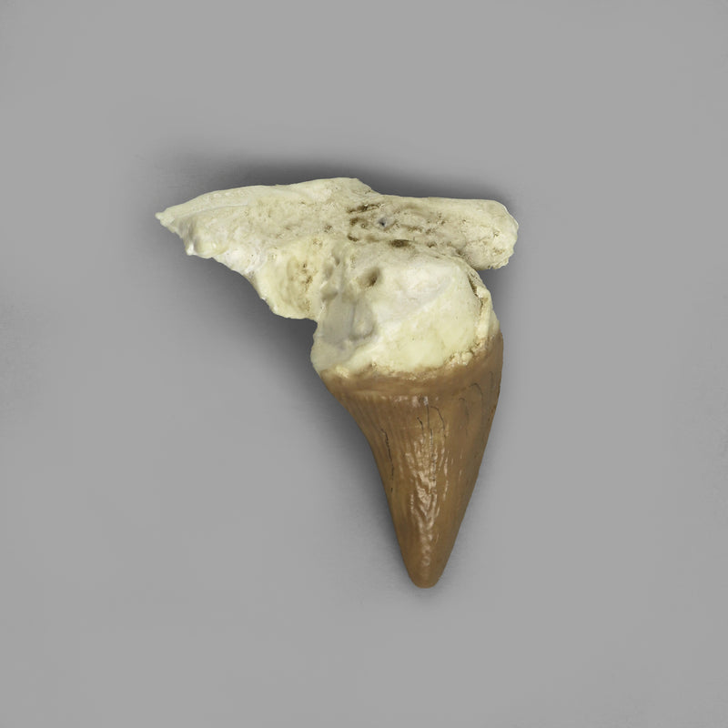 Replica Fossil Whale Teeth