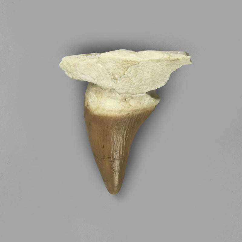Replica Fossil Whale Teeth