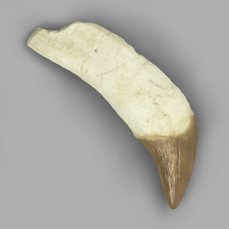 Replica Fossil Whale Teeth