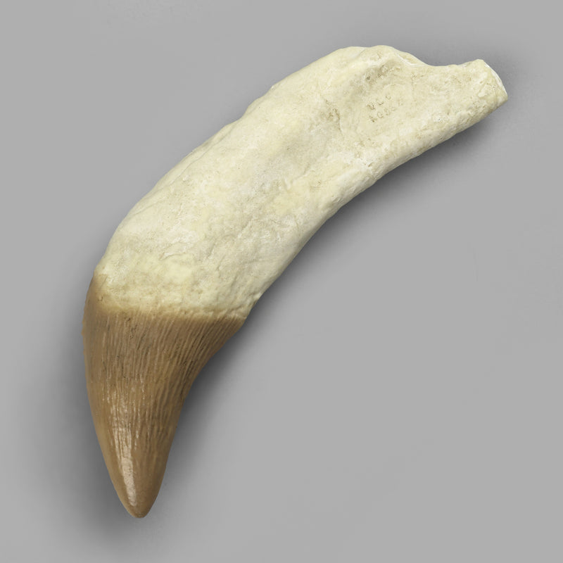 Replica Fossil Whale Teeth
