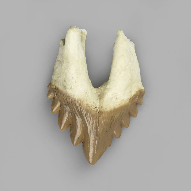 Replica Fossil Whale Teeth