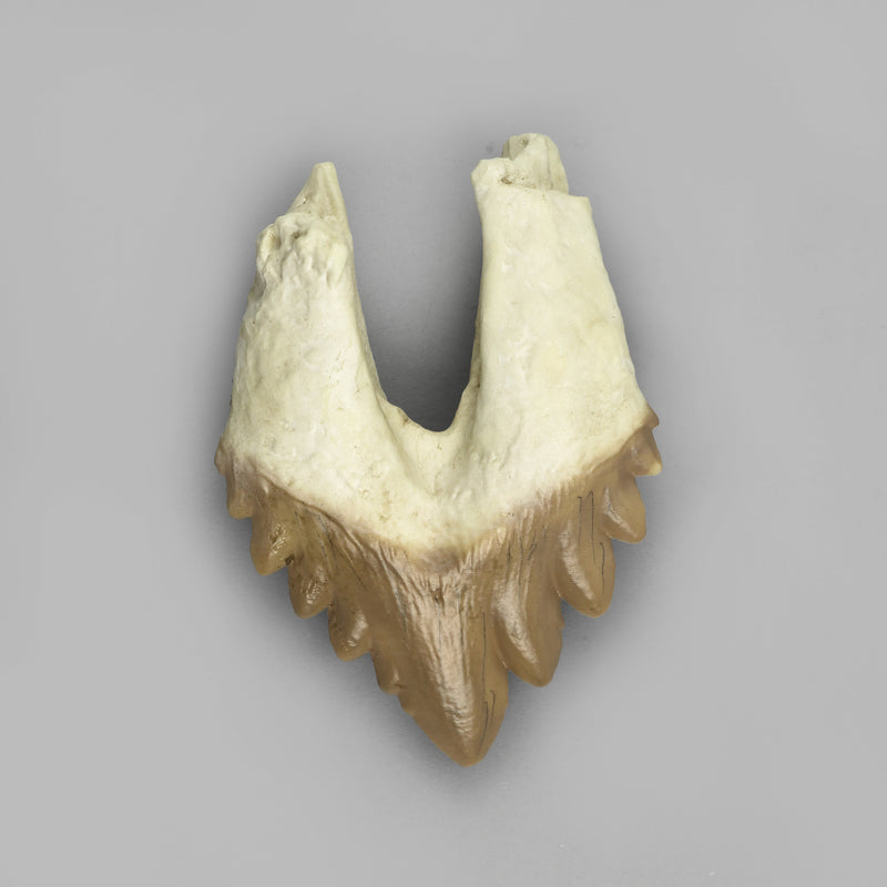 Replica Fossil Whale Teeth