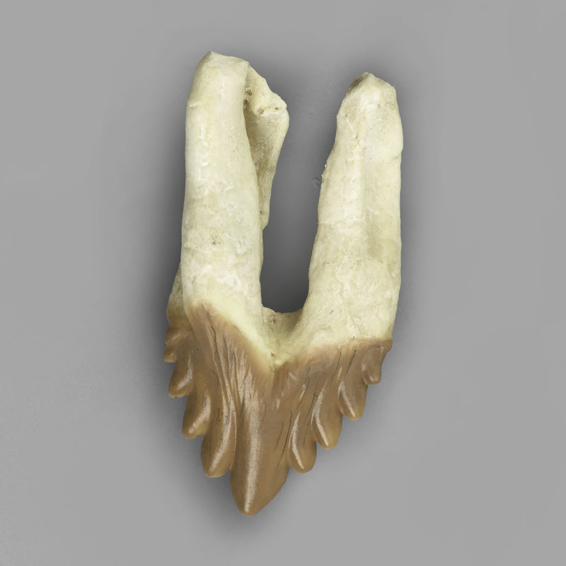 Replica Fossil Whale Teeth
