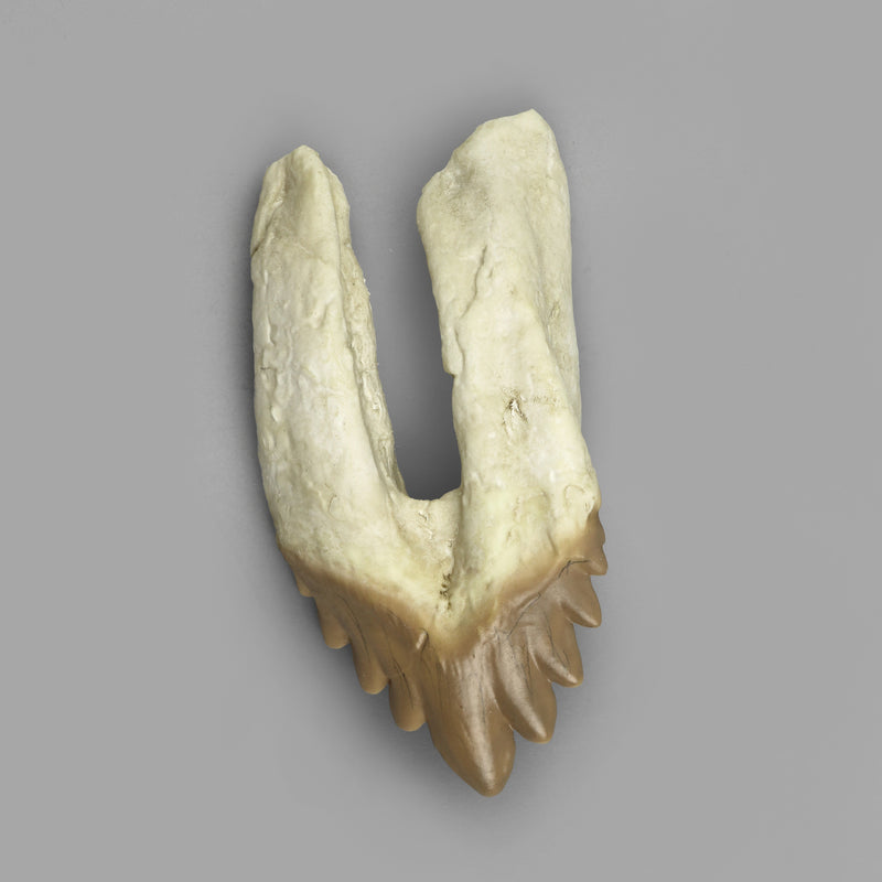 Replica Fossil Whale Teeth