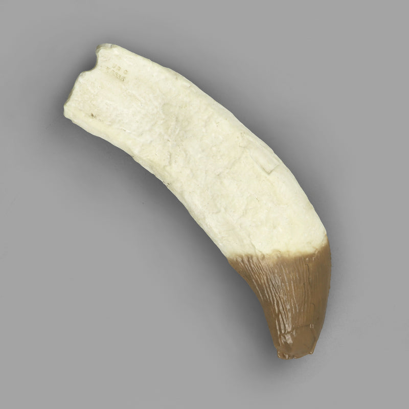 Replica Fossil Whale Teeth