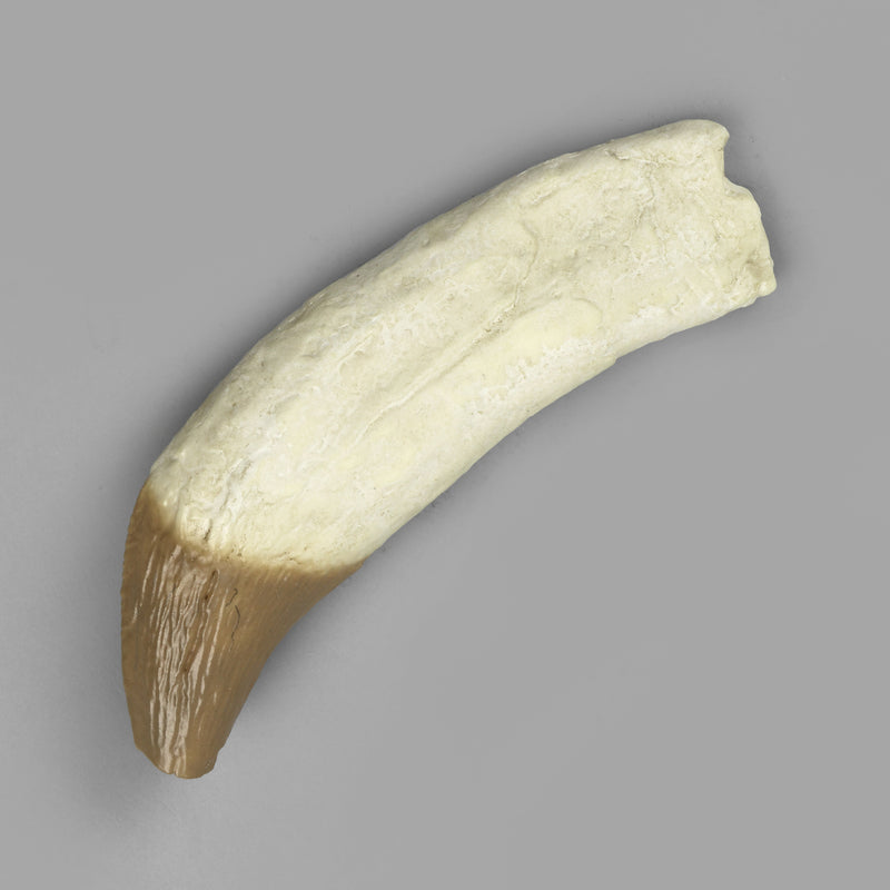 Replica Fossil Whale Teeth
