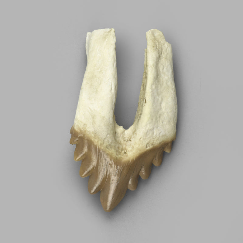 Replica Fossil Whale Teeth