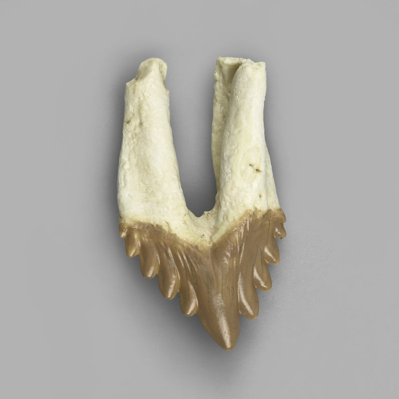 Replica Fossil Whale Teeth
