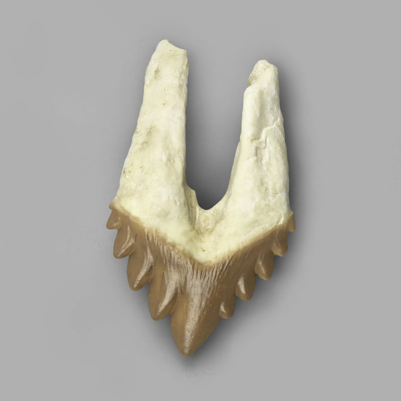 Replica Fossil Whale Teeth