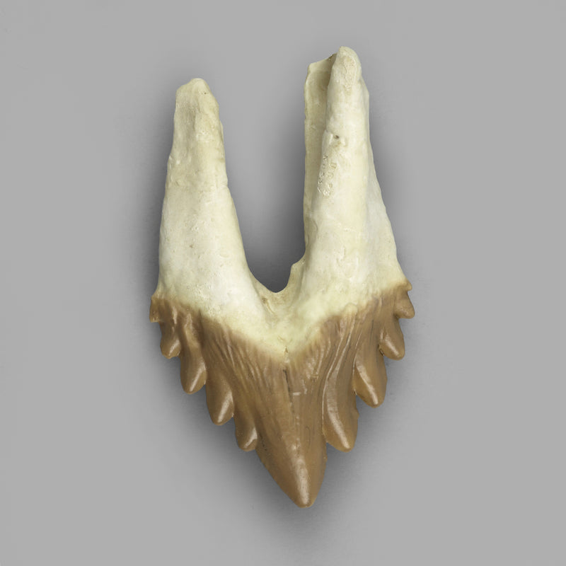 Replica Fossil Whale Teeth