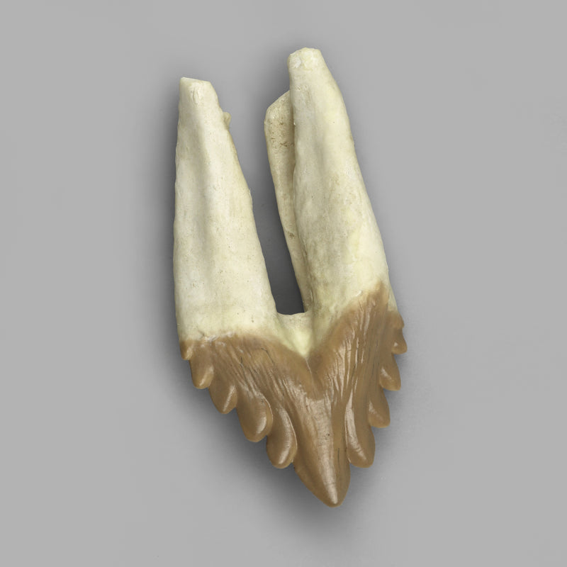 Replica Fossil Whale Teeth
