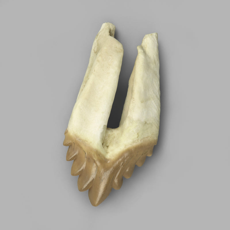 Replica Fossil Whale Teeth