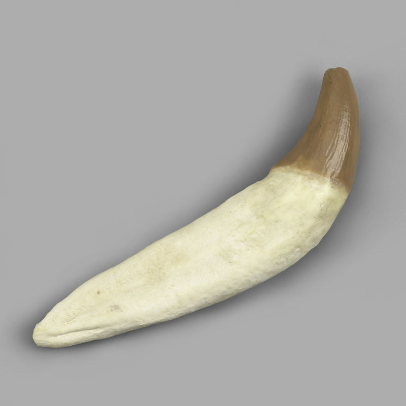 Replica Fossil Whale Teeth