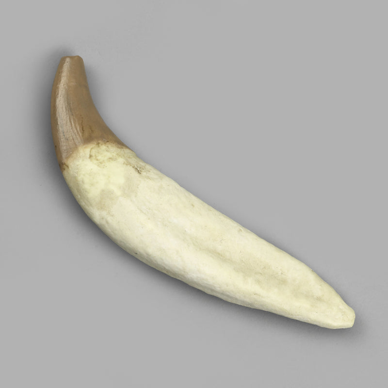 Replica Fossil Whale Teeth
