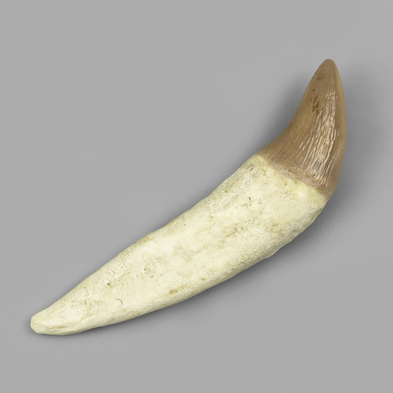 Replica Fossil Whale Teeth