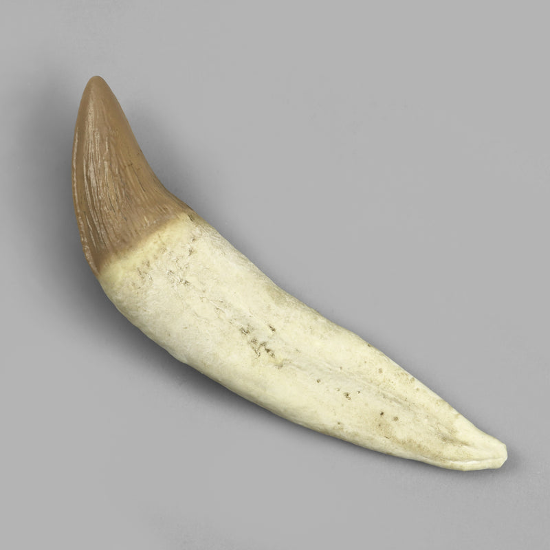 Replica Fossil Whale Teeth