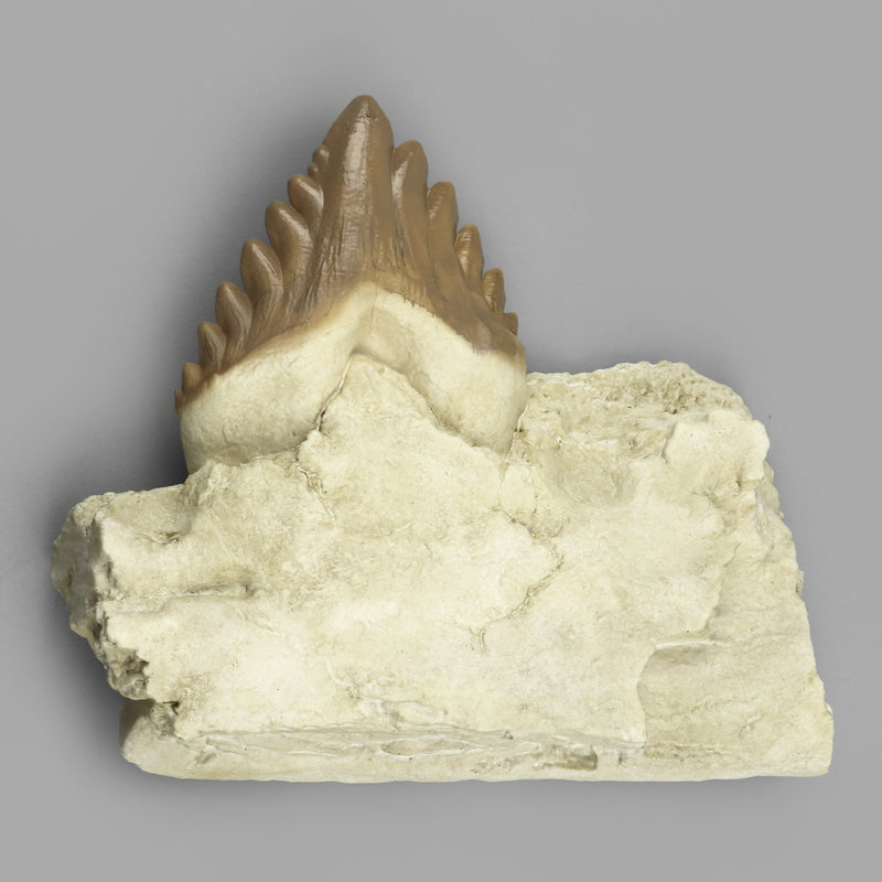 Replica Fossil Whale Teeth