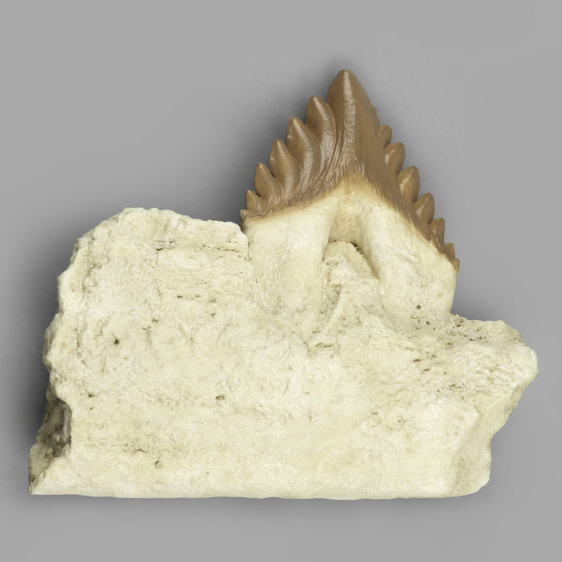 Replica Fossil Whale Teeth