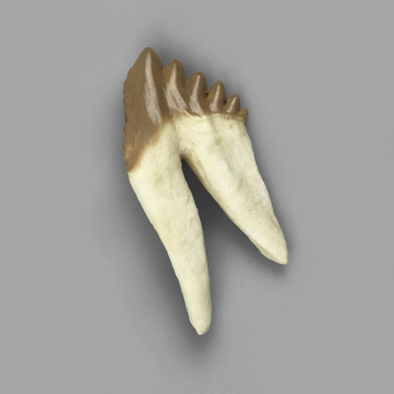Replica Fossil Whale Teeth