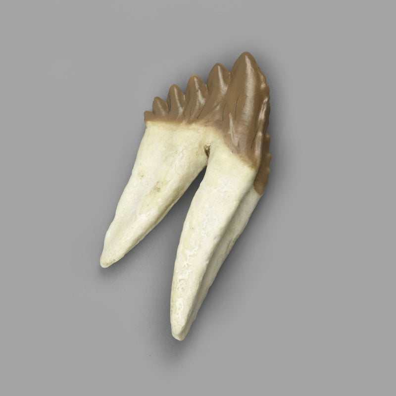Replica Fossil Whale Teeth