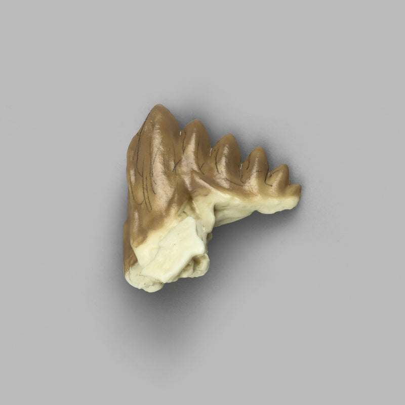 Replica Fossil Whale Teeth